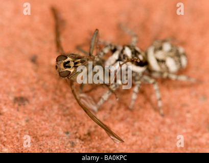Zebra spider Salticus scenicus with prey Stock Photo