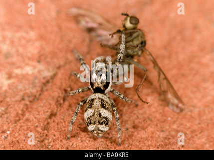 Zebra jumping spider Salticus scenicus with prey Stock Photo