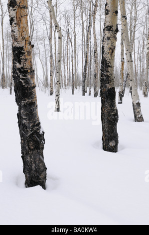 Stand of trembling Aspen trees Populus tremuloides in Grand Teton National Park Wyoming in winter Stock Photo