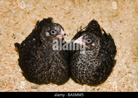 Two very young speckledy hen chicks in sawdust cuddled up together under heat lamp Stock Photo