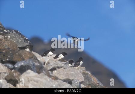Little Auk Plotus alle landig at breeding place on a rocky mountainslope Svalbard Norway Stock Photo