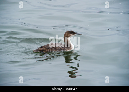 A common loon in its winter plumage. Stock Photo