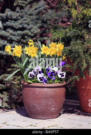 A clay pot filled with blooming yellow daffodils and purple and white pansies. Stock Photo