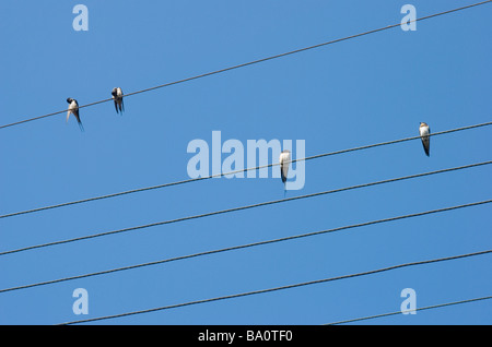 swallows on wires against blue sky Stock Photo