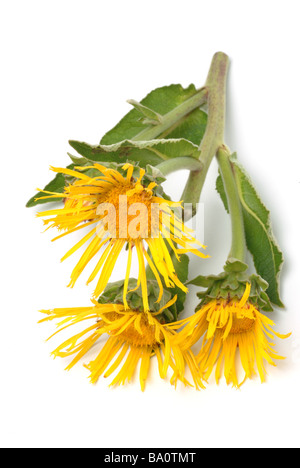 Blossoms of the medicinal plant Alant Elecampane Inula helenium Stock Photo