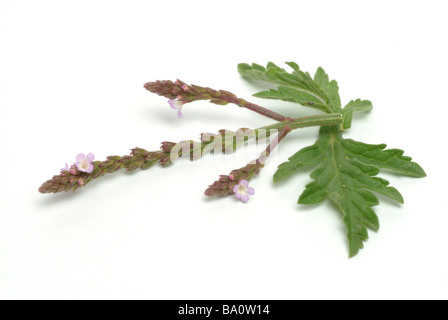 Blossoms and leaves of the medicinal plant Eisenkraut Druidenkraut Common verbena Vervain Herb of grace Verbena officinalis Stock Photo