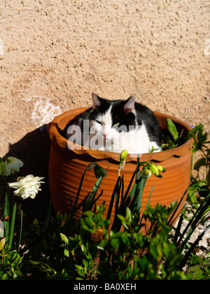 Black & white Cat in a flowerpot Stock Photo