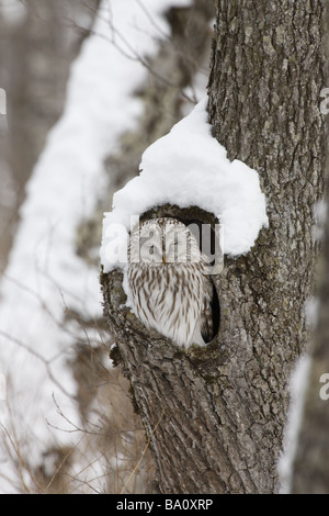 Ural owl Strix uralensis roost Japan winter Stock Photo