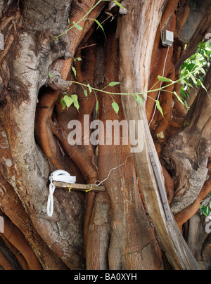 Telefon befestigt und installiert in einem Baum der am Parque de Colon in Santo Domingo steht xxxxx Stock Photo