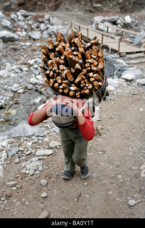 Annapurna Nepal 20 March 2008 Young nepali carrying cooking firewood home from the forest Stock Photo