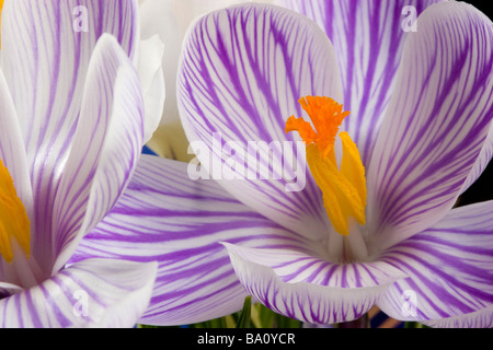 Close up photograph of striped purple crocus flowers Stock Photo