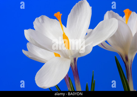 white crocus on the blue background Stock Photo