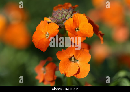 Erysimum,Wall Flower,Orange bloom in close up or macro showing flower detail and structure also in Blue,White Stock Photo