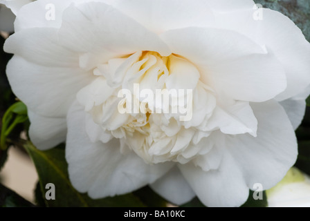 White Camellia Japonica Elegans Champagne Stock Photo