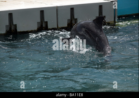 Close-up of a  captive dolphin,  belonging to the Dolphin Quest, Bermuda Maritime Museum, Royal Naval Dockyard, Bermuda Stock Photo