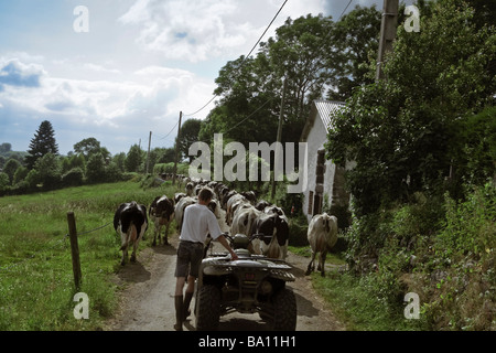 Farmer bringing the cows in for milking the Auvergne France Stock Photo