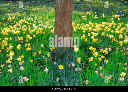 Daffodils around base of tree in a woodland setting England UK Stock Photo