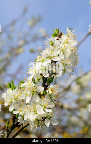 Blackthorn blossom Stock Photo