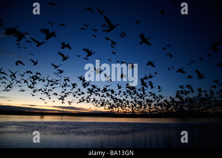 Snow goose Anser caerulescens flight Bosque New Mexico USA winter Stock Photo