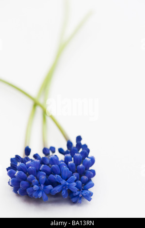 Grape Hyacinths on white background Stock Photo