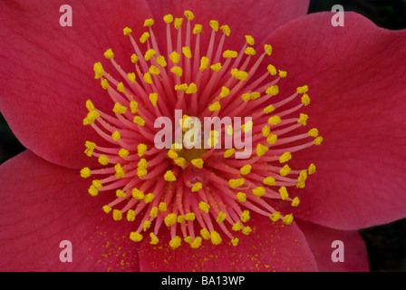 Close up of a pink Camellia flower with bright yellow stamens Stock Photo