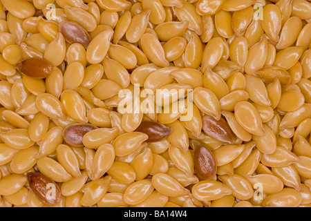 Seeds of Organic Flax or Linseed Linum usitatissimum Stock Photo