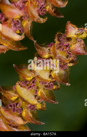 Close up of male catkins of Bog Myrtle or Sweet gale Myrica gale in early spring Wet heathland in Dorset Stock Photo