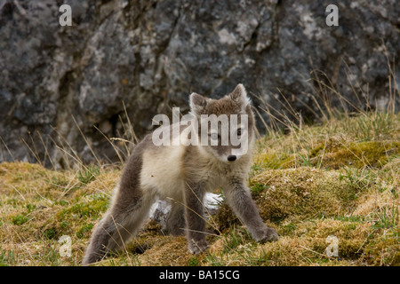 Arctic Fox Cub (Alopex lagopus or Vulpes lagopus) Stock Photo