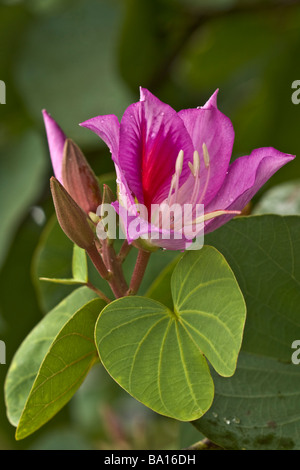 Flowering Orchid Tree - Hilo, Big Island, Hawaii, USA Stock Photo