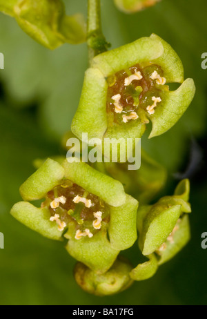 Close up of the flowers of redcurrant Ribes rubrum R. sylvestre wild in woodland Dorset Stock Photo