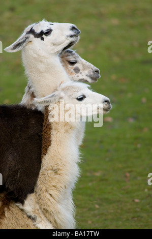 tibetan lama mating