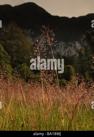 Morning dew on long grass at the foot of Mount Benarat in Mulu National Park, Sarawak Borneo Stock Photo