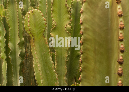 Cactus Trees Euphorbia sp., Euforbiaceae Stock Photo
