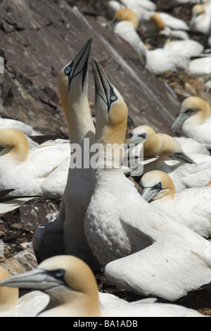 courtship gannet Sula bassana colony nest nido colonia in volo flight pelicaniformi bird cliff uccelli scogliera Bass Rock Edimb Stock Photo