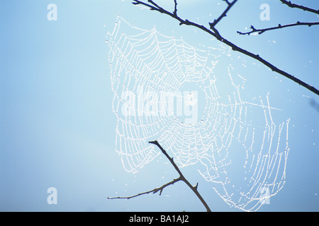 Droplets on Spiders Web against Blue Sky Stock Photo