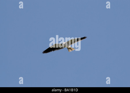 Black-shouldered Kite Elanus caeruleus hunting in Gujarat India Stock Photo