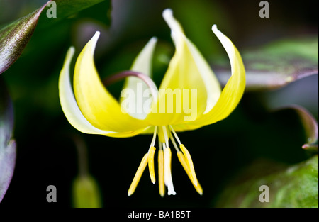 Erythronium Pagoda or Dog's Tooth Violet or Trout Lily Stock Photo