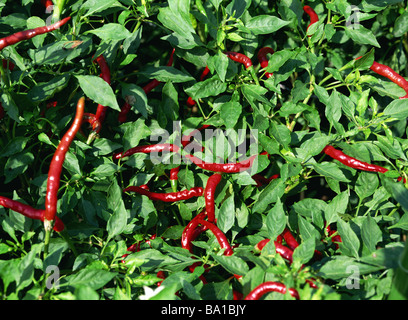Red Peppers Growing on Chilli Plant Stock Photo