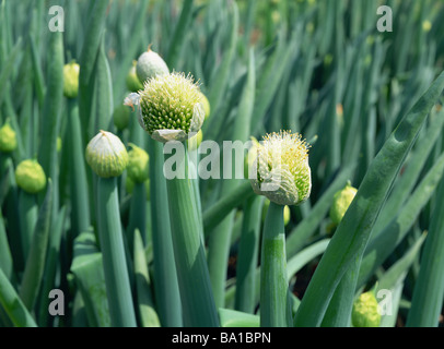 Welsh Onion Plant Growing in Field Stock Photo