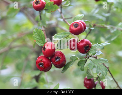 Hawthorn Red Berries on Tree Stock Photo