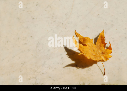 Maple leaf fallen on the ground Lebanon Middle East Stock Photo