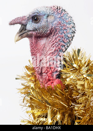 A turkey with tinsel around its neck Stock Photo