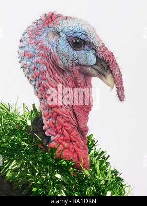 A turkey with tinsel around its neck Stock Photo