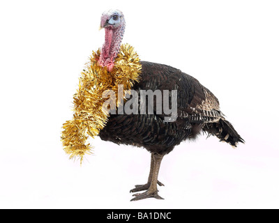 A turkey with tinsel around its neck Stock Photo