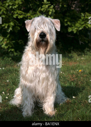 Irish soft coated hot sale wheaten terrier allevamenti