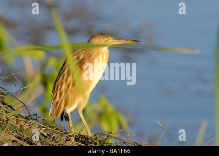Yellow Bittern Ixobrychus sinensis standing by the river in Gujarat India Stock Photo