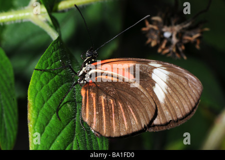 Postman Butterfly, Heliconius melpomene Stock Photo