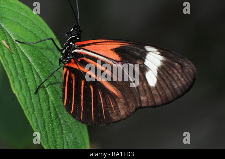 Postman Butterfly, Heliconius melpomene Stock Photo