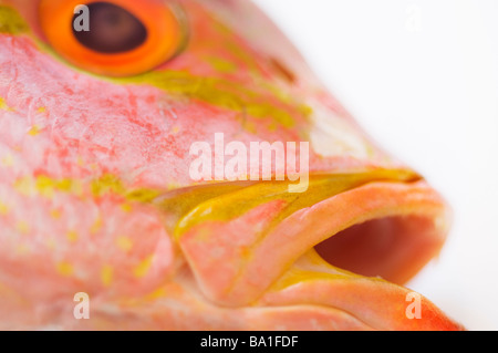 Closeup of Red Snapper Lutjanus campechanus Stock Photo