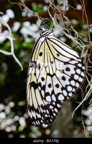 Paper kite butterfly, Idea leucone Stock Photo